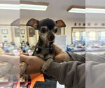 Small #1 Chihuahua