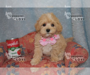 Maltipoo Puppy for sale in SANGER, TX, USA