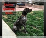 Small Photo #11 German Shorthaired Pointer Puppy For Sale in VISALIA, CA, USA