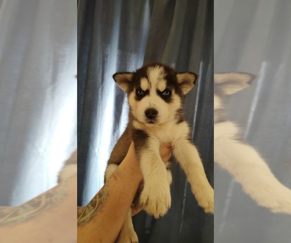 Medium Photo #4 Siberian Husky Puppy For Sale in ROSWELL, NM, USA