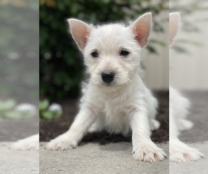 West Highland White Terrier Puppy for sale in CANOGA, NY, USA