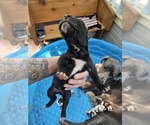 Small #1 Great Dane