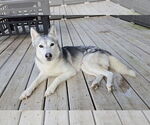 Small Photo #2 Siberian Husky-Unknown Mix Puppy For Sale in Columbus, IN, USA