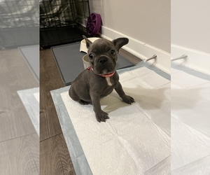 French Bulldog Puppy for sale in PARKER, CO, USA