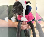 Small #1 Mutt