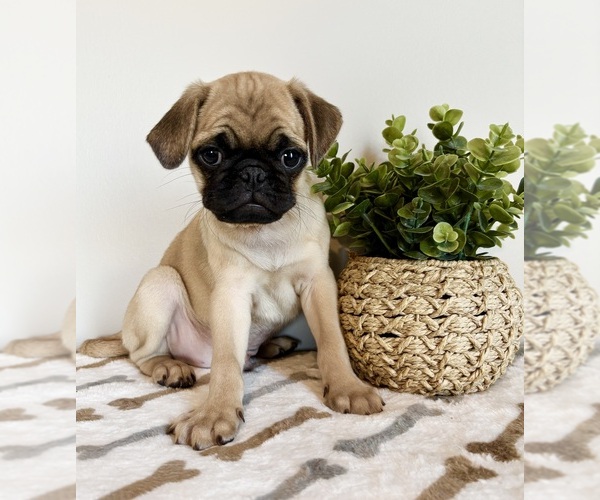 Medium Photo #5 Pug Puppy For Sale in INDIANAPOLIS, IN, USA