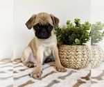 Small #4 Pug