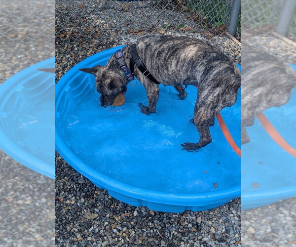 Medium Photo #4 American Staffordshire Terrier-Unknown Mix Puppy For Sale in Sayreville, NJ, NJ, USA