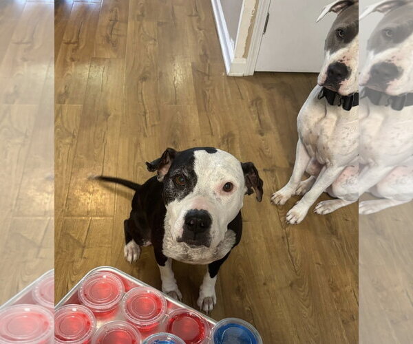 Medium Photo #1 American Pit Bull Terrier-Unknown Mix Puppy For Sale in Germantown, OH, USA