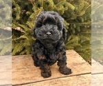 Small #2 Cavapoo