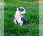 Image preview for Ad Listing. Nickname: Litter of 6