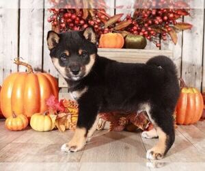 Shiba Inu Puppy for sale in MOUNT VERNON, OH, USA