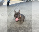 Small Photo #5 French Bulldog Puppy For Sale in CLACKAMAS, OR, USA