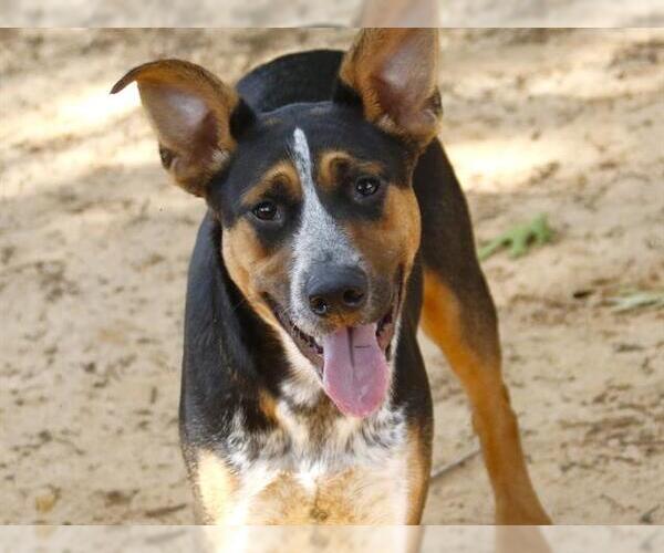 Medium Photo #2 Mutt Puppy For Sale in Tallahassee, FL, USA