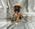 Puppy Puppy 2 Boxer