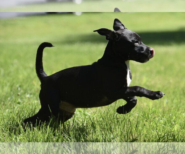 Medium Photo #3 Shepradors Puppy For Sale in Mechanicsburg, PA, USA