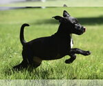 Small #2 Shepradors