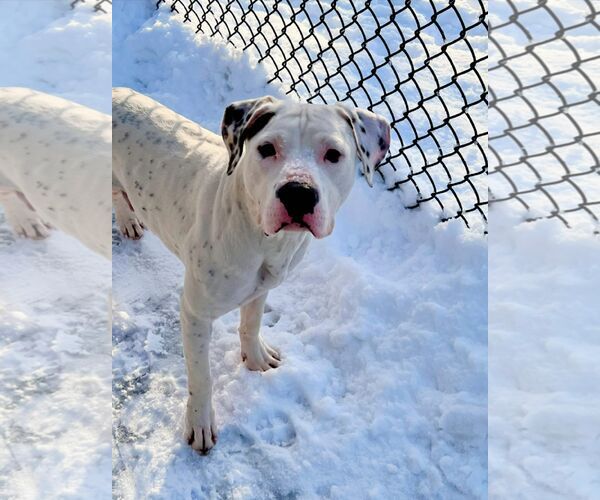 Medium Photo #3 Mutt Puppy For Sale in Crete, IL, USA