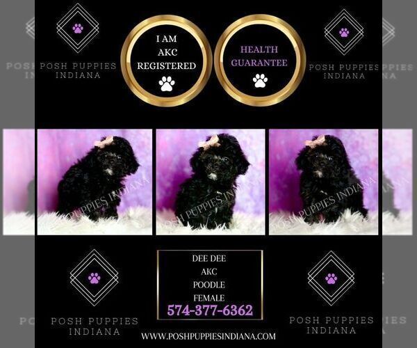 Medium Photo #114 Poodle (Miniature) Puppy For Sale in WARSAW, IN, USA