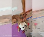 Small #13 Golden Retriever