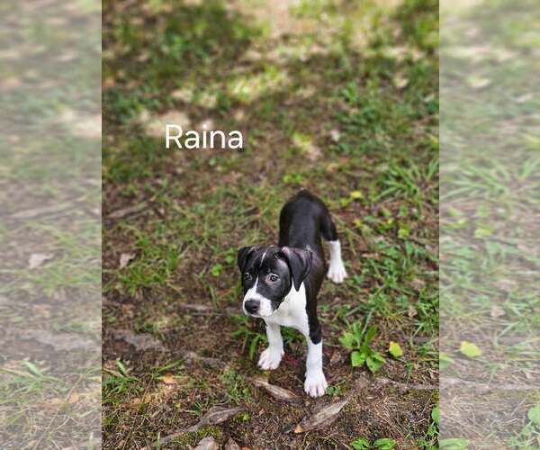 Medium Photo #7 American Staffordshire Terrier-Unknown Mix Puppy For Sale in Holly Springs, NC, USA