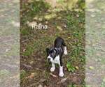 Small #6 American Staffordshire Terrier Mix