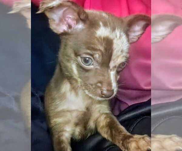 Medium Photo #2 Chihuahua Puppy For Sale in WILLIAMSBURG, VA, USA