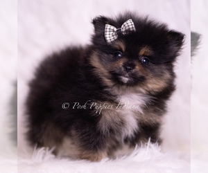 Pomeranian Puppy for Sale in WARSAW, Indiana USA