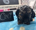 Small Photo #7 YorkiePoo Puppy For Sale in MONTGOMERY VILLAGE, MD, USA