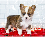 Small Photo #8 Cardigan Welsh Corgi Puppy For Sale in WAKARUSA, IN, USA