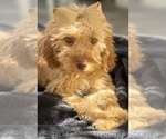 Small Photo #16 Goldendoodle mix (+ Poodle Miniature) Puppy For Sale in MENIFEE, CA, USA