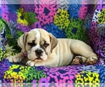 Small Photo #5 Olde English Bulldogge Puppy For Sale in OXFORD, PA, USA