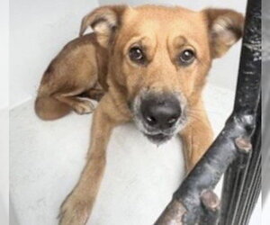 Shepradors Dogs for adoption in Houston, TX, USA