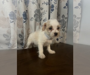 Morkie Puppy for sale in DURHAM, CT, USA