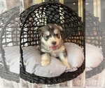 Small Photo #60 Siberian Husky Puppy For Sale in KANSAS CITY, MO, USA