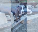 Small Photo #8 American Bully Puppy For Sale in POMONA, CA, USA