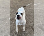 Radar - Female American Pit Bull Terrier-Unknown Mix Dog for Adoption - Small photo