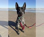 Small American Pit Bull Terrier Mix