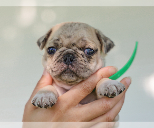 Medium Photo #4 Pug Puppy For Sale in LIBERTY, KY, USA