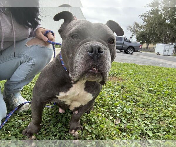 Medium Photo #5 Bulldog-Unknown Mix Puppy For Sale in Sanford, FL, USA