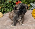 Puppy Rambo Shih Tzu