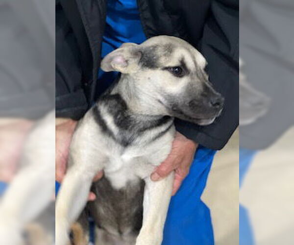 Medium Photo #23 Labrador Retriever-Unknown Mix Puppy For Sale in Dana Point, CA, USA