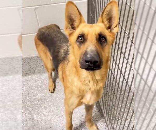 Medium Photo #2 German Shepherd Dog Puppy For Sale in Houston, TX, USA
