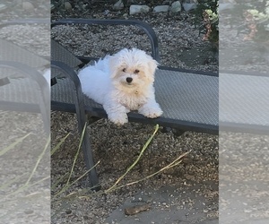 Father of the Bichon Frise puppies born on 10/31/2019