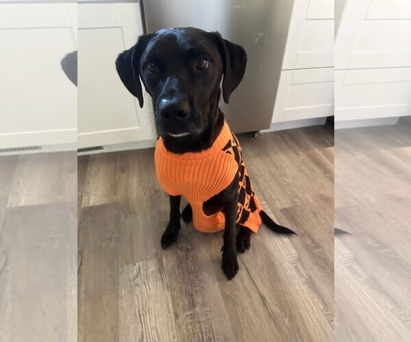Medium Photo #4 Labrador Retriever-Unknown Mix Puppy For Sale in MIDWAY, UT, USA