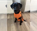 Small #3 Labrador Retriever Mix