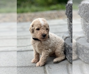Goldendoodle Puppy for sale in MARYVILLE, MO, USA