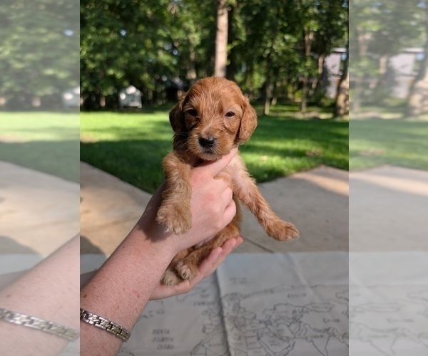 Medium Photo #14 Golden Mountain Doodle  Puppy For Sale in BROKEN ARROW, OK, USA