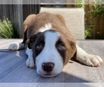 Small Photo #1 Border Collie Puppy For Sale in CUPERTINO, CA, USA