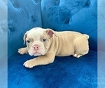 Small #13 English Bulldog